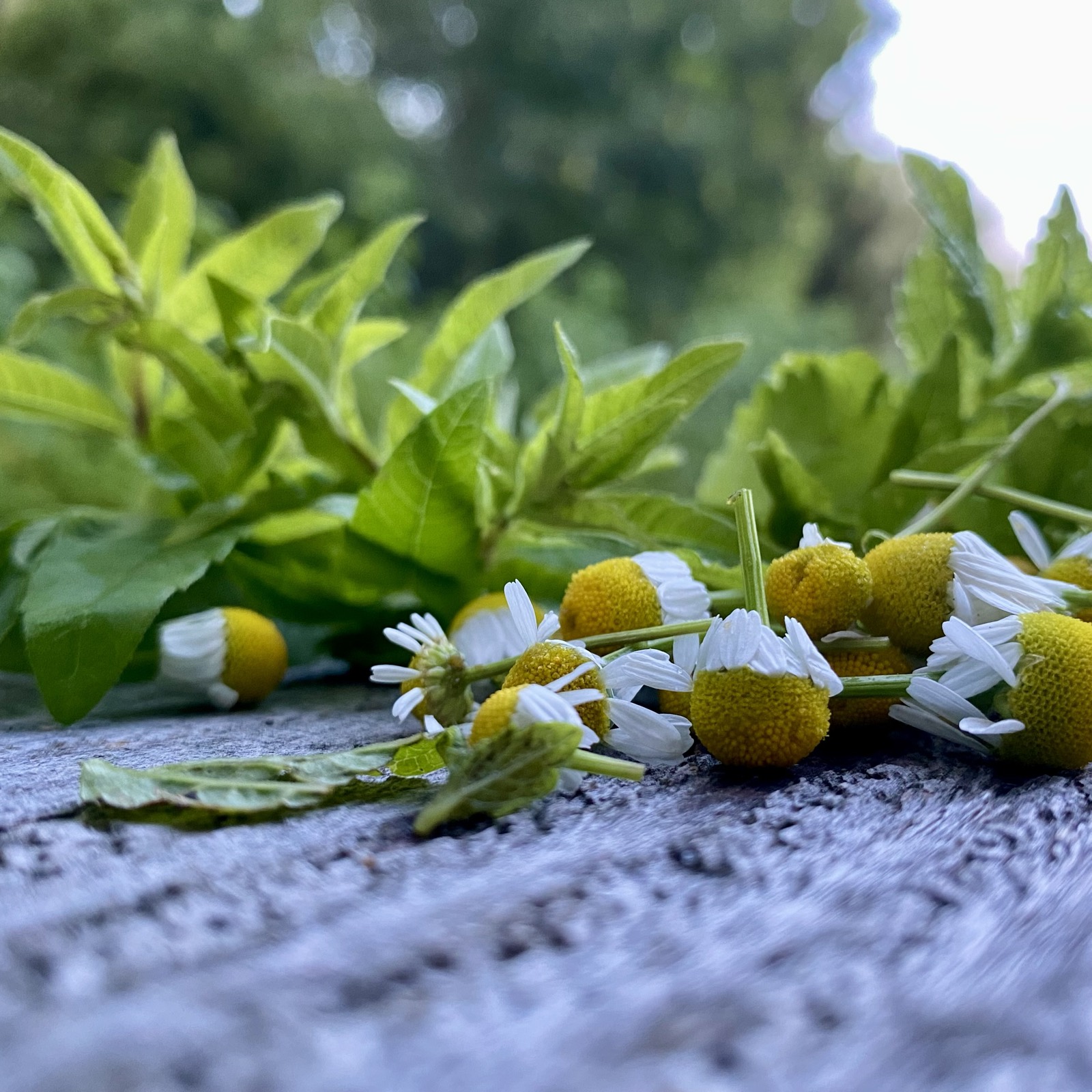 Un jardin qui se régénère et donne des récoltes